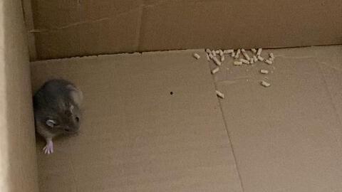 奶茶鼠视频,揭秘网红奶茶背后的故事